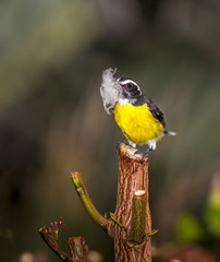 bananaquit,Coereba flaveola