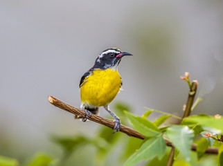 Obraz premium bananaquit,Coereba flaveola