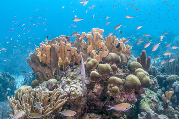 Caribbean coral reef