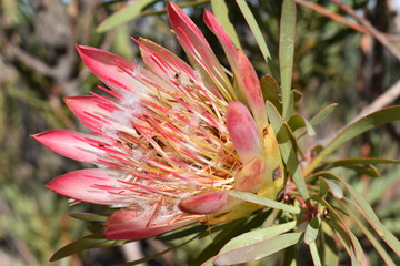 Colorful King Protea on the way to the Swartberg Pass in Oudtshoorn in South Africa– the national flower of South Africa