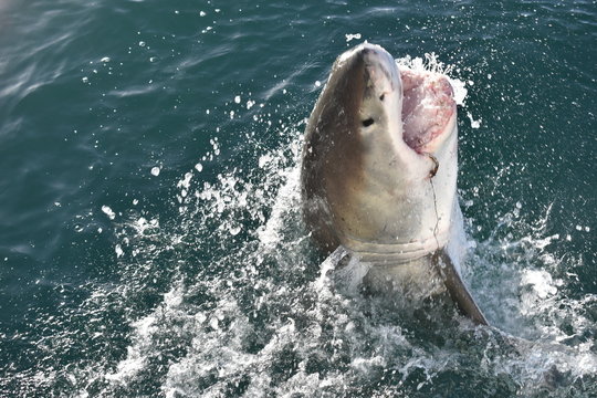 Closeup of a Great White Shark at Cage Diving in Mossel Bay, South Africa