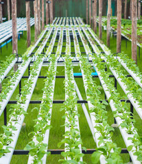 Hydroponic vegetables growing in greenhouse