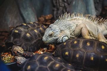 green lizard large iguana in the aviary, eats food with turtles