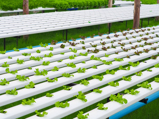 Obraz premium Baby hydroponic vegetables growing in greenhouse (Selective focus)