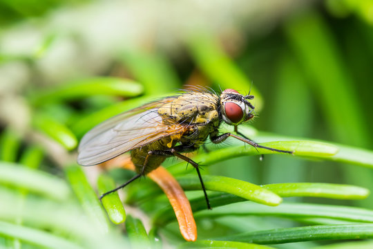 Exotic Drosophila Fruit Fly Diptera Insect on Green Fir