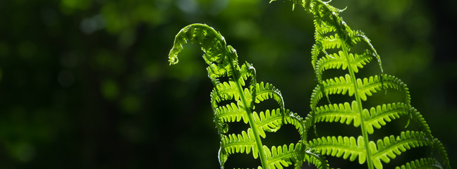 banner spring bright green fern background