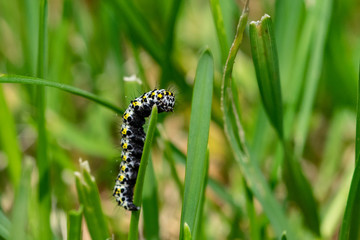 Mullein moth caterpillar