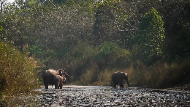 Asian Elephant in Bardia national park, Nepal - specie Elephas maximus family of Elephantidae