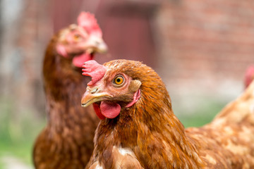 Brown chicken on a farm