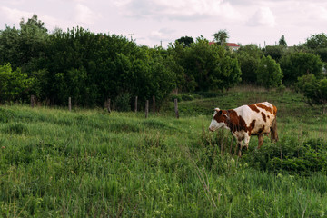 Fototapeta na wymiar Landscape with one young cow. a brown and white cow stands on the field