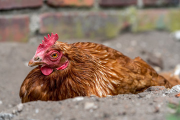 Brown chicken on a farm
