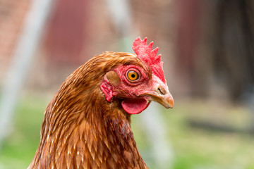 Brown chicken on a farm