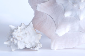 Large and medium sea shell. Background in pastel colors