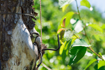 Side view of the tree with hollow and small titmouse nestling inside. Tree is polluted with ropes,...