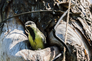 Close-up photography of the small bird nestling in the wild. Tree where the nest is being is...