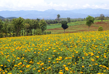 landscape of marigold plantation 