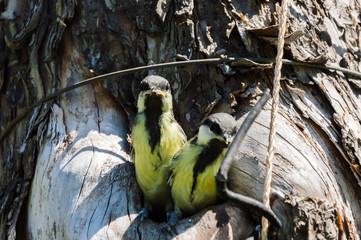 Close-up photography of the two small titmouse fledgelings in the wild. Tree where the nest is...