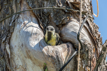 Close-up view of the small titmouse fledgeling looking out from the hollow. Environment pollution and ecology problems concept.