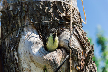 Close-up view of the small titmouse fledgeling looking out from the hollow. Environment pollution...