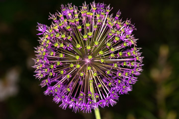 Macro photos summer flowers