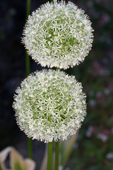 Macro photos summer flowers