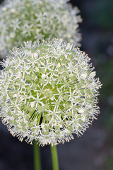 Macro photos summer flowers