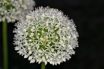 Macro photos summer flowers