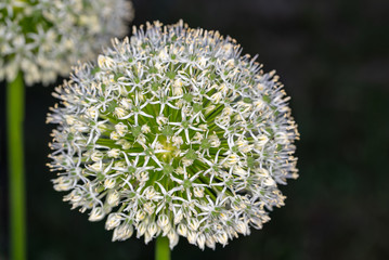 Macro photos summer flowers