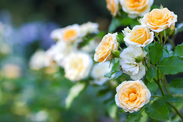 White yellow roses bloom in the garden, white roses on a blurred background, flowers with copy space, bouquet preparation, spring garden