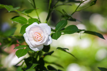 White yellow roses bloom in the garden, white roses on a blurred background, flowers with copy space, bouquet preparation, spring garden