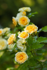 White yellow roses bloom in the garden, white roses on a blurred background, flowers with copy space, bouquet preparation, spring garden