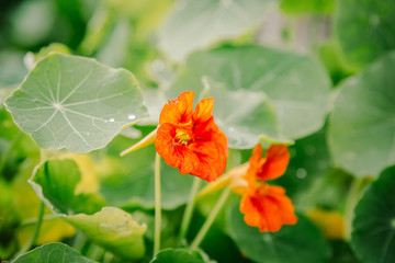 Orange Nasturtiums in a garden