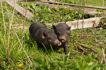 two village young pigs