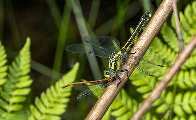 dragonfly