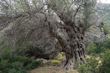 Old olive tree