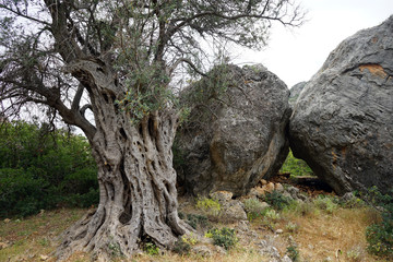 Old olive tree