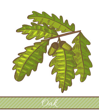 green oak leaves and acorns clip art preview
