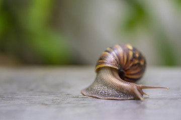 Snail is crawling on grey concrete in the garden ,perspective background