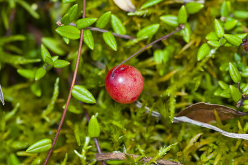 Vaccinium oxycoccos is a species of flowering plant in the heath family. It is known by the common names small cranberry, bog cranberry, swamp cranberry.