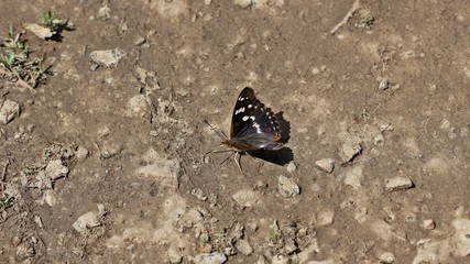 Großer Schillerfalter (Apatura iris) auf feuchtem Boden
