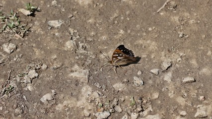Großer Schillerfalter (Apatura iris) auf feuchtem Boden
