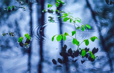 Junge Rotbuche steht im Wasser, Mecklenburg-Vorpommern, Deutschland, Europa