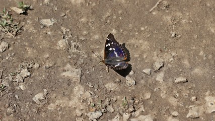 Großer Schillerfalter (Apatura iris) auf feuchtem Boden
