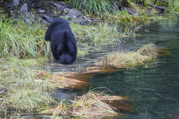 The American black bear (Ursus americanus) is a medium-sized bear native to North America. Searching for food in small creek.