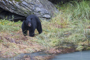 The American black bear (Ursus americanus) is a medium-sized bear native to North America. Searching for food in small creek.