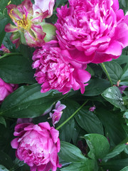 peony 