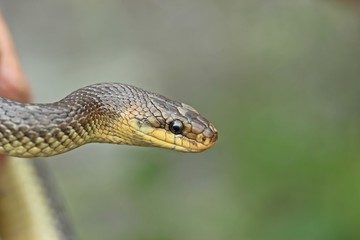 Äskulapnatter (Zamenis longissimus) in der Hand
