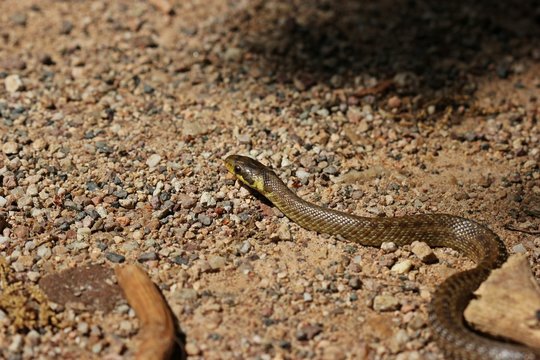 Junge Äskulapnatter (Zamenis longissimus)

