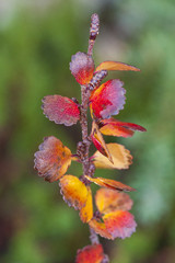 Betula nana, the dwarf birch, is a species of birch in the family Betulaceae, found mainly in the tundra of the Arctic region.