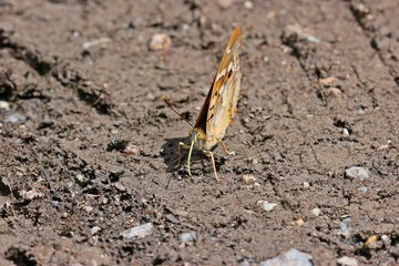 Kleiner Schillerfalter  (Apatura ilia)
